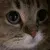 sadmeow