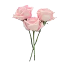 extrapink1_flowers