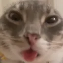catBleh
