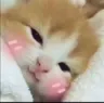 cat_blush2