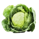 cabbagebby