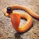 fancysnek