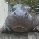 hippoQuin