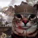 1000catstare 1000catstare