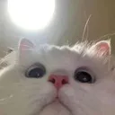 curiouscat