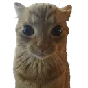 cool_ass_cat