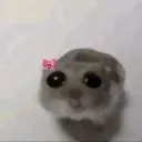 ratita ratita