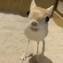 Jerboa