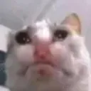 catsaddumbfuck