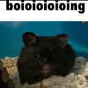 boioioioioing boioioioioing