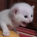 M04xKittyLaugh