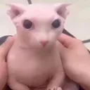 Bingus_Pelao
