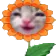 FlowerDopey