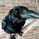 NoCrows