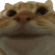 :catnodding: