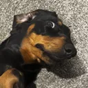 saus