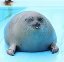 seal3