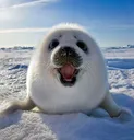 seal5