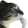 CatPonder