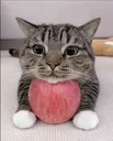 AppleCat AppleCat