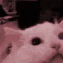 catMageBoom
