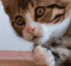Oop