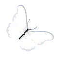 white_butterfly