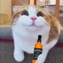 drunken_feline