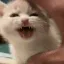 CatSqueeze