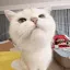 CatLicking