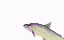fish_pat fish_pat