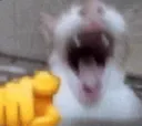 eheh