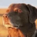 doglookingupinhope doglookingupinhope