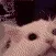 cataaaaaa