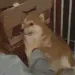 cheemslap