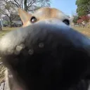 snootus