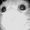 blindcat