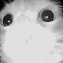 blindcat