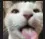 cat_bleh