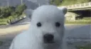 polarbear