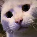 cat_what