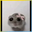 Little_Luna