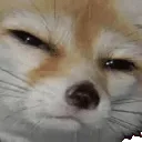FoxStare FoxStare