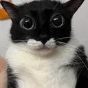 cat cat