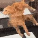 iuh