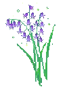 purpleflowerplant