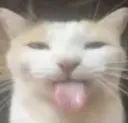 bleh