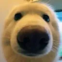 Sniff