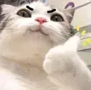 1CatThumbsOk