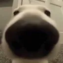 snoot